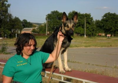 кркоо мир собаки 1