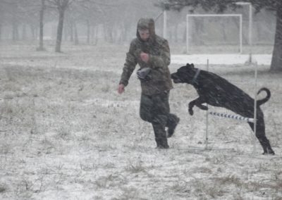 кркоо мир собаки 10