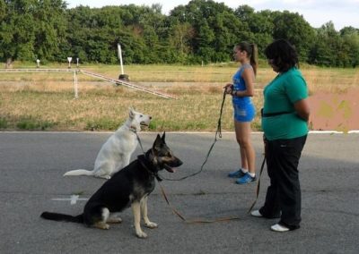 кркоо мир собаки 2