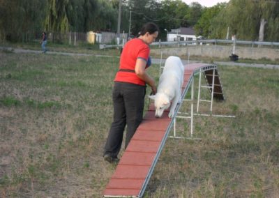 кркоо мир собаки 4