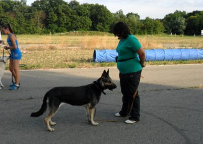 кркоо мир собаки 7